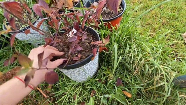 Зимовка гортензий в горшках смотреть онлайн