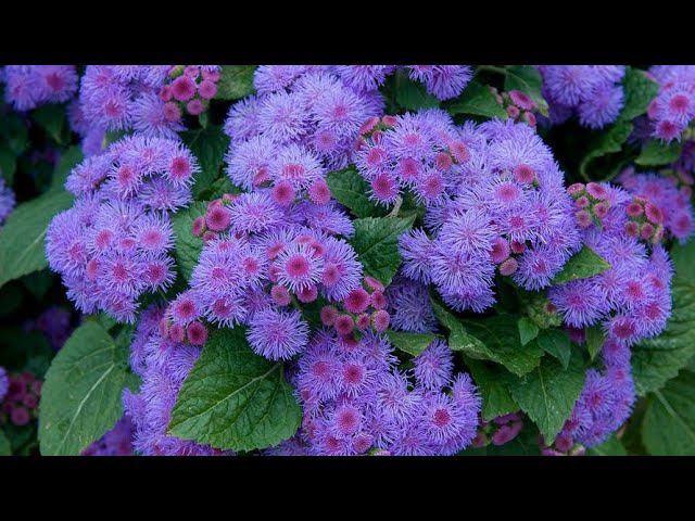 Гелиотроп, Агератум и др... Пикирую смотреть онлайн