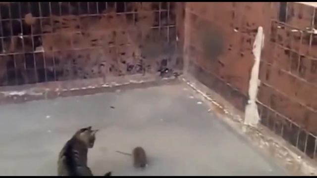 Кот охотится на крысу или крыса на кота! смотреть онлайн