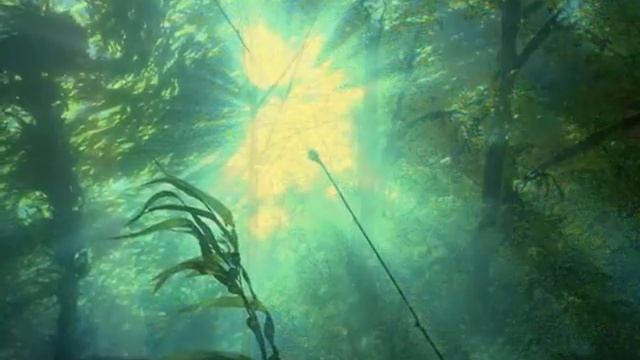 Берегите лес. Лесные пейзажи. BARGUZIN. смотреть онлайн