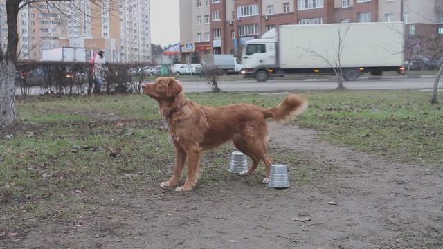 Новошотландский ретривер. Толлер. Айви 14 месяцев. Питомник Fire Shadow. Комплекс - обидиенс. смотреть онлайн