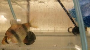 #Аквариум#Разведение суматранцки барбусов.# Сажу барбусов на нерест#