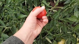 Белла Роса  F1 - надзвичайно смачний і стійкий до хвороб "Біф" томат від Sakata ??