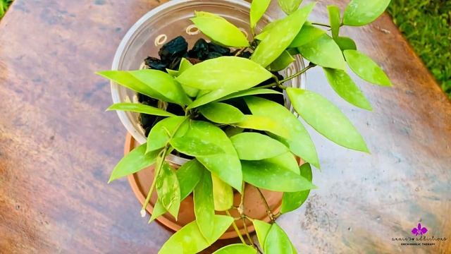 Hoya Highlight | Hoya Gracilis/Memoria