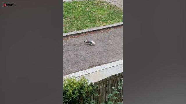 A seagull is caught on camera eating rat in one gulp | SWNS смотреть онлайн
