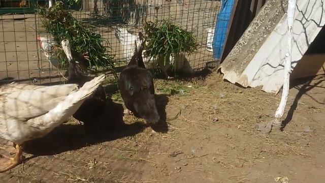 ИНДОУТКИ садятся на яйца смотреть онлайн