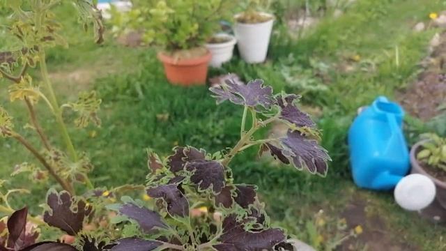 Посылка от моей подписчицы) Очень неожиданно и конечно приятно) Цветочные композиции из колеусов ) смотреть онлайн
