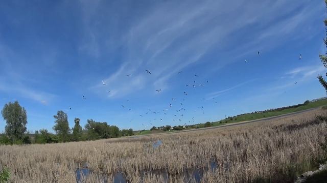 Дамба. Гнездовье чаек смотреть онлайн