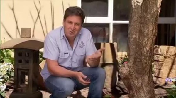 The Garden Gurus - Hydrangea Strawberries & Cream