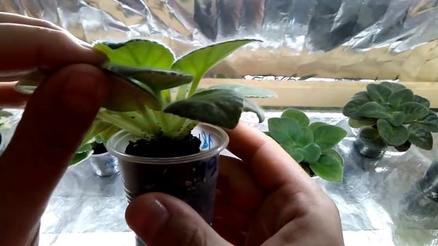 Правильно формируем шикарную розетку у фиалки! Помощь каналу!!! смотреть онлайн