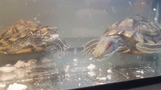 Рацион питания моих красноухих черепах/Чем кормить черепаху смотреть онлайн