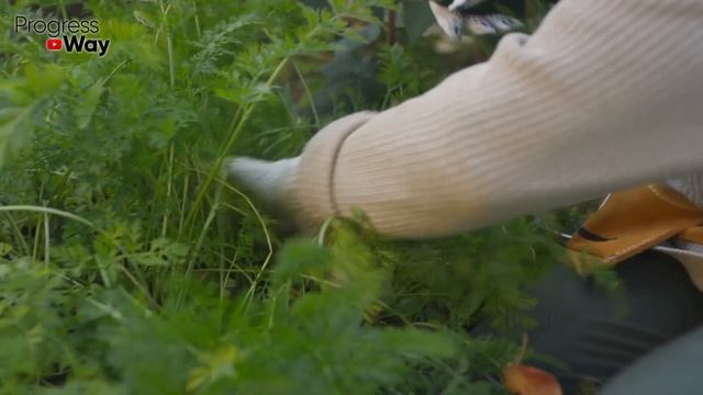 Если портулак живет у вас в огороде - не уничтожайте его полностью! Избавляемся от портулака с умом смотреть онлайн