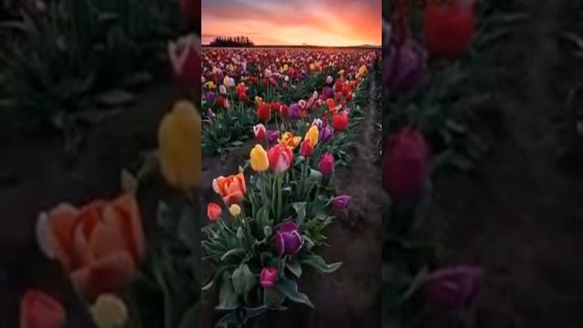 Гулдер. смотреть онлайн