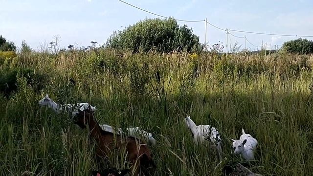 Когда можно покрывать молодых козочек первый раз? смотреть онлайн