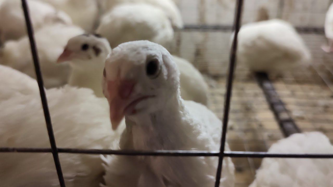 Дела житейские в деревне Обзор домашней птицы смотреть онлайн