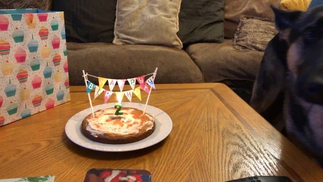 Dog Cake Recipe 2 years Old German Shepherd Birthday - Baking - Eating Cake + Presents cake recipe смотреть онлайн