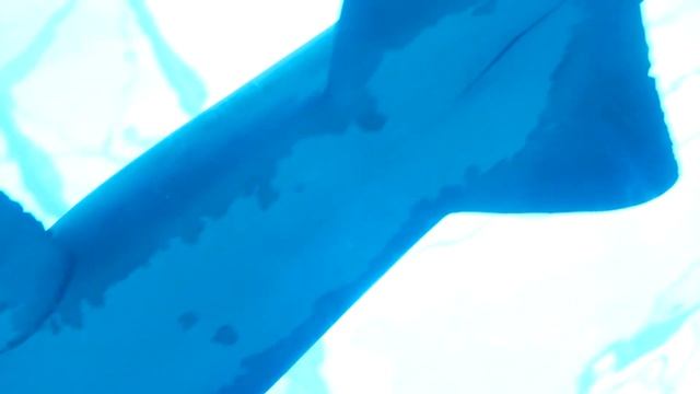 Sand Tiger Shark: the only shark that surfaces to gulp air смотреть онлайн