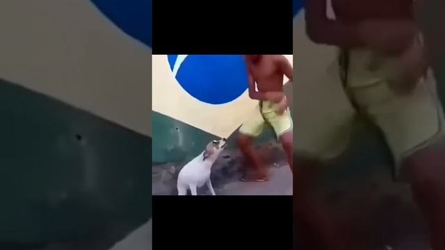 Funny Animals Dance To Eminem's Song? смешные животные танцуют? #funnyanimals