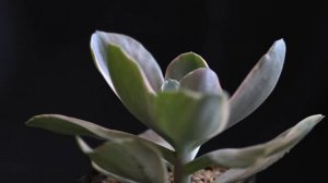 Echeveria decora f. variegata