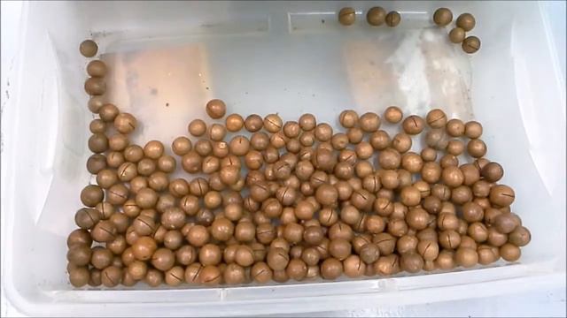 Inserting a Saw Cut on NIS Macadamia Nuts смотреть онлайн