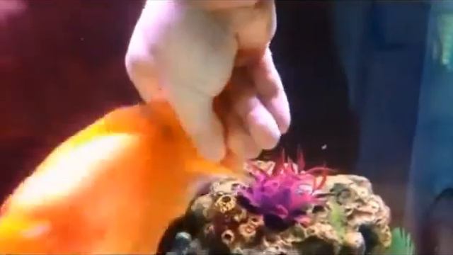 Копия видео "Эта рыбка попугай обожает своих хозяев" смотреть онлайн