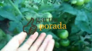 мои отзывы о помидорах сорта Ляна