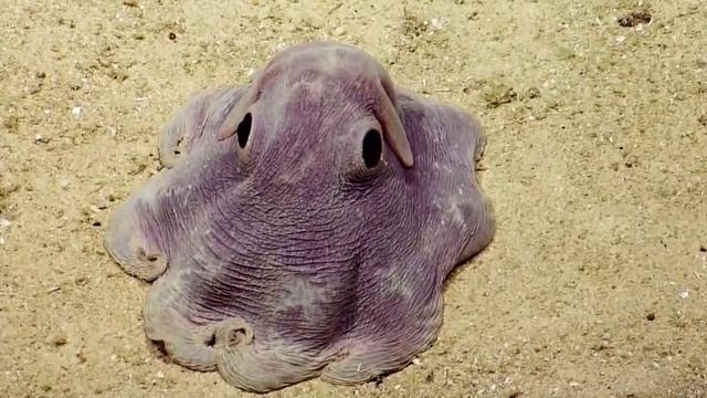 Необычный морской зверь Grimpoteuthis смотреть онлайн