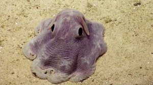Необычный морской зверь Grimpoteuthis