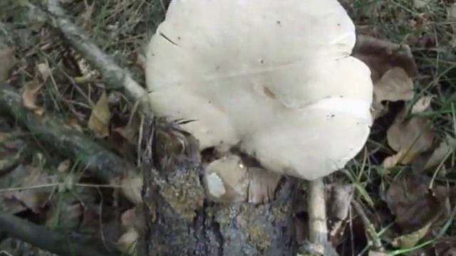 Pihés laskagomba (Pleurotus dryinus) смотреть онлайн