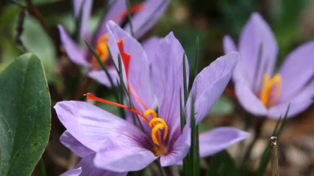 «Шафран (Saffron Crocus)» РЕЛАКС АРТ-ТЕРАПИЯ improvisation piano Victor Mikhailovich Anokhin смотреть онлайн