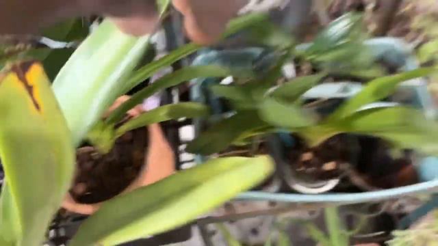 RESILIENT ORCHIDS BOUNCING BACK FROM WINTERS REST смотреть онлайн