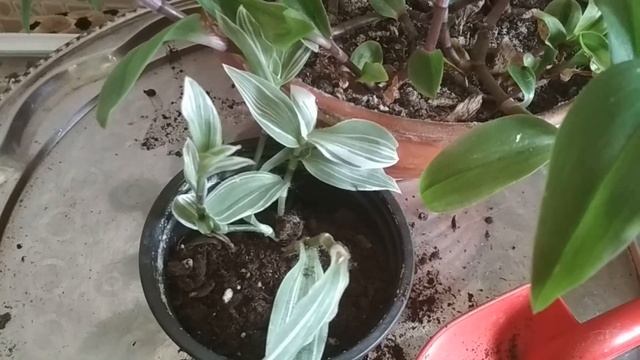 Исправляем ошибки при посадке традесканции. //Correcting errors when landing a tradescantia// смотреть онлайн