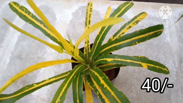 Croton Varieties @ 40/- смотреть онлайн