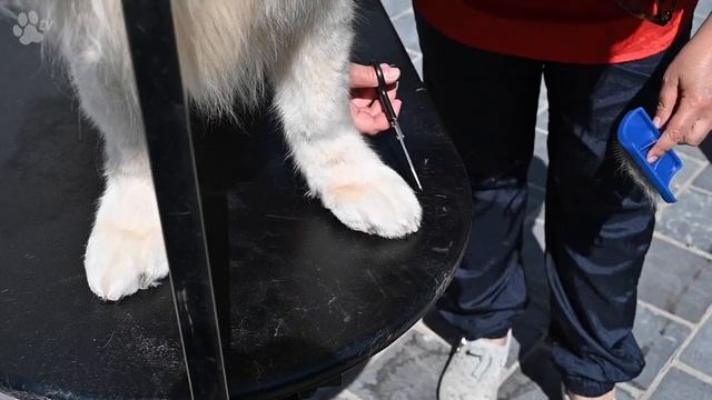 Show Tech Discut Straight Grooming Shears | TRANSGROOM смотреть онлайн