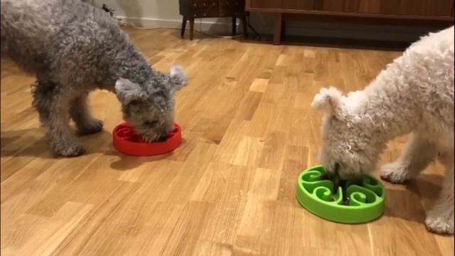 Everything You Wanted to Know About Pumi dog | Pumi dog breed facts смотреть онлайн