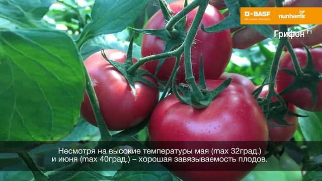 ?Томат Грифон F1/ Голландские семена/Nunhems смотреть онлайн