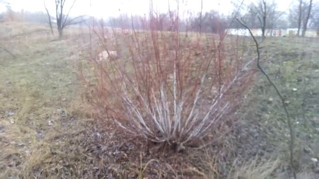 Ріжу верболоз грудень смотреть онлайн