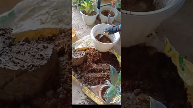 Black Prince Rubber Plant repotting смотреть онлайн