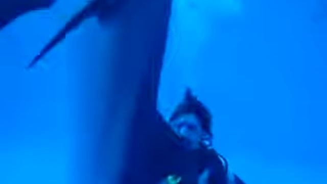 Дайвинг с дельфинами | "Восьмое Небо" смотреть онлайн