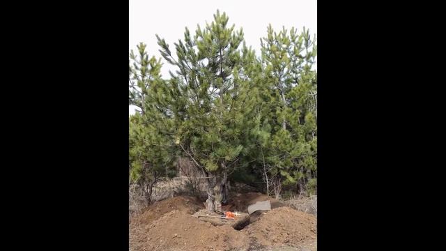 Задумались какие деревья посадить на участке? смотреть онлайн