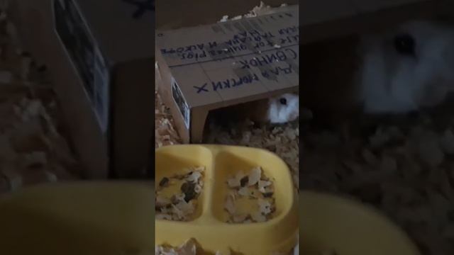 морские свинки дерутся,кусаются, пищат смотреть онлайн