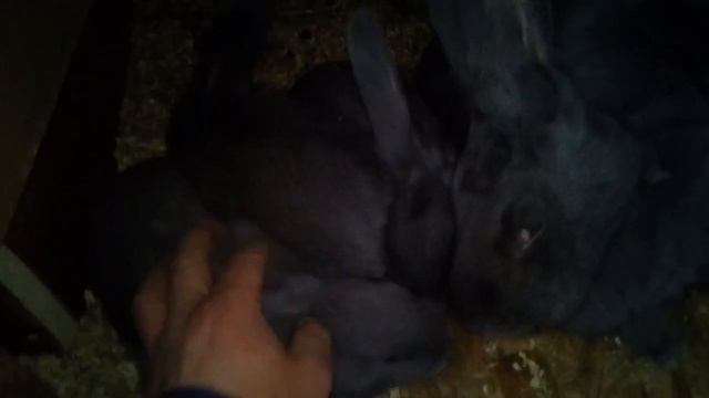 Кролики Голубой Ризен и инбридинг, что получилось. смотреть онлайн