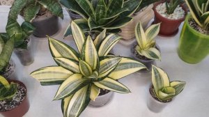 Сансевиерия. Обзор моей коллекции низкорослых сансевиерий.