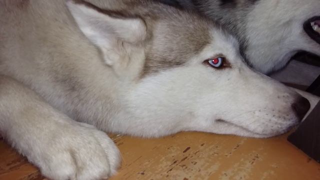 Супер Хаски \ Super Husky смотреть онлайн