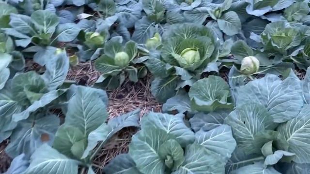 3-?Когда выкапывать свеклу, морковь и где хранить//Урожай свеклы 2023 год Украина смотреть онлайн