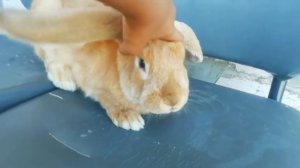 Как выбирать кролика породы французский баран