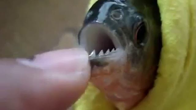 Зубы пираньи, жуть смотреть онлайн
