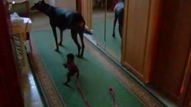 Смешной щенок смотреть онлайн