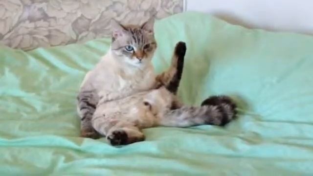 Кот завис (the Cat Hung)