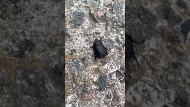 ВЫ ТОЛЬКО ПОСМОТРИТЕ, КАК ВОТ ТАКОЙ МАЛЕНЬКИЙ ЧЁРНЫЙ ЖУК, ТАК БЫСТРО ПОЛЗЁТ В ПОИСКАХ ЕДЫ? смотреть онлайн